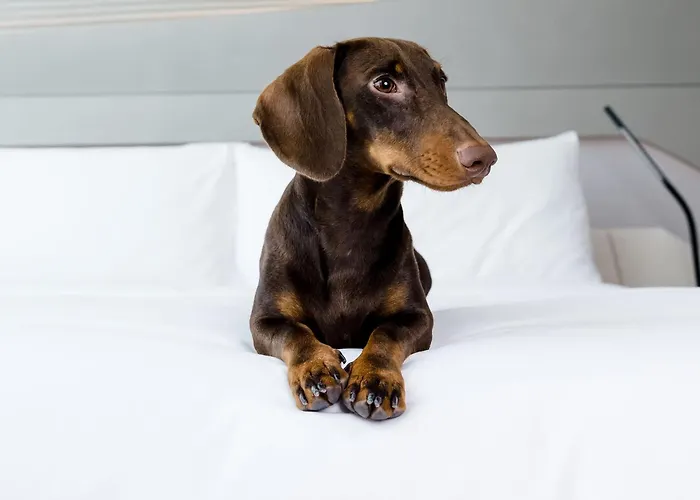Hôtel accueillant les animaux: Melia White House Hotel
